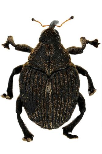 Réf. 316 001 : Mononychus punctumalbum